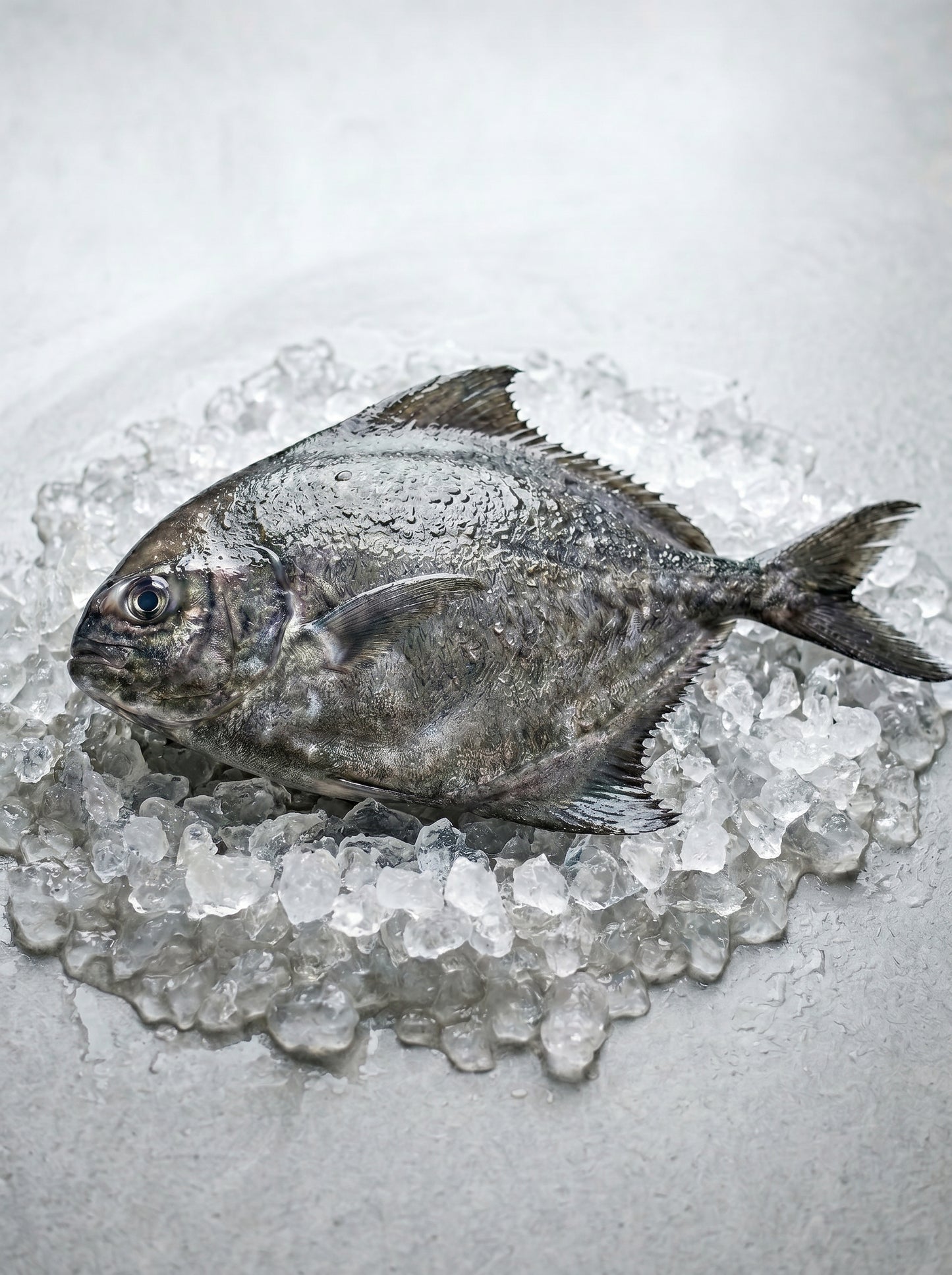 Black Pomfret