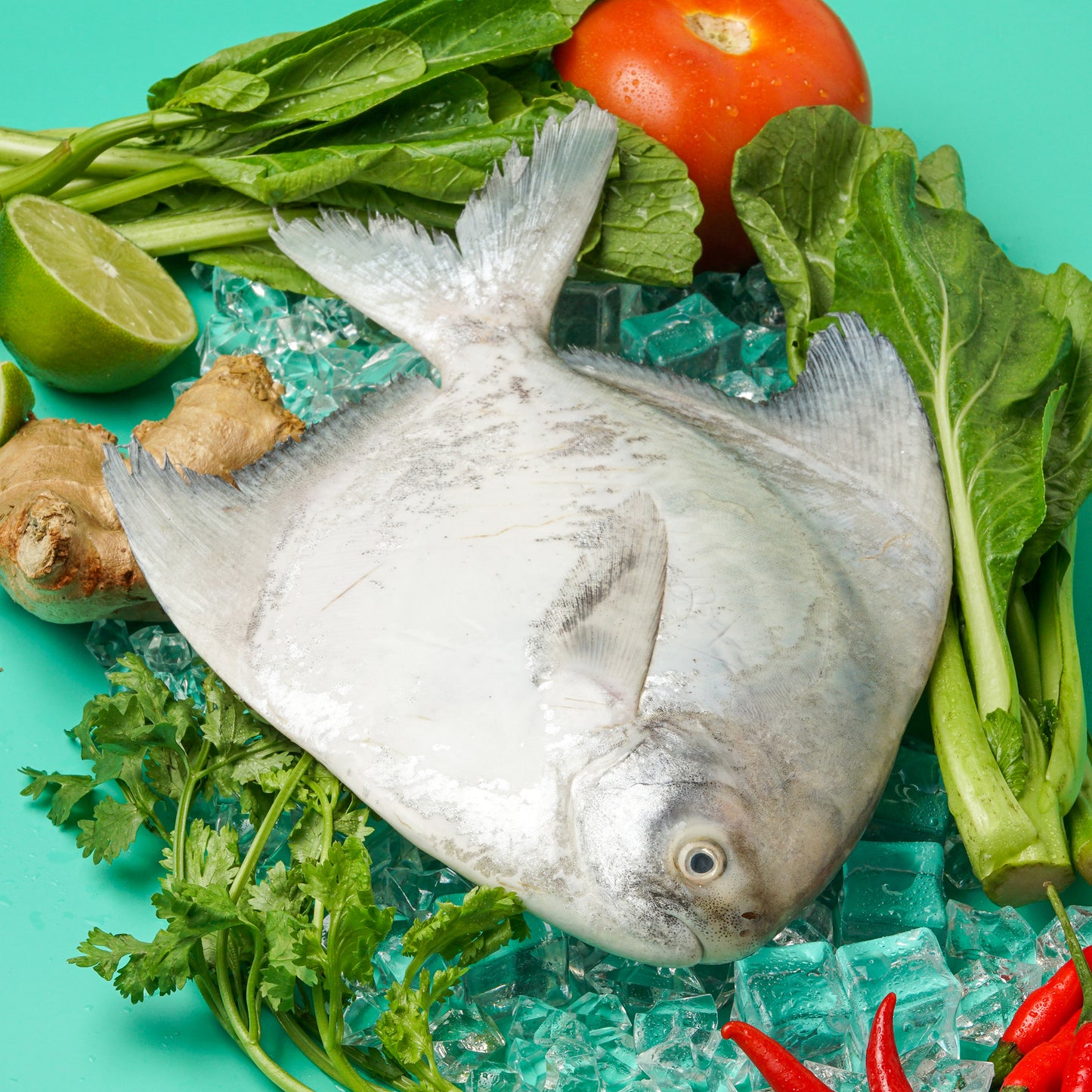 Chinese Pomfret