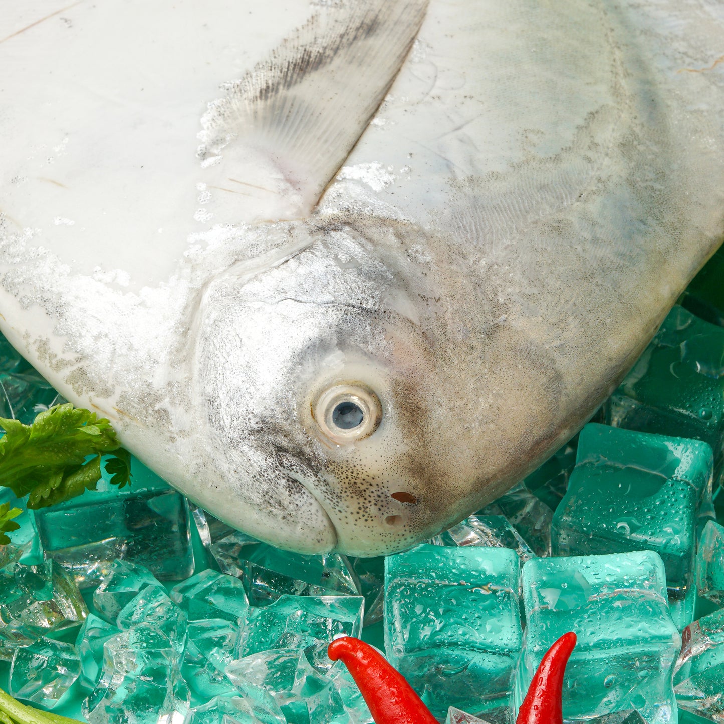 Chinese Pomfret