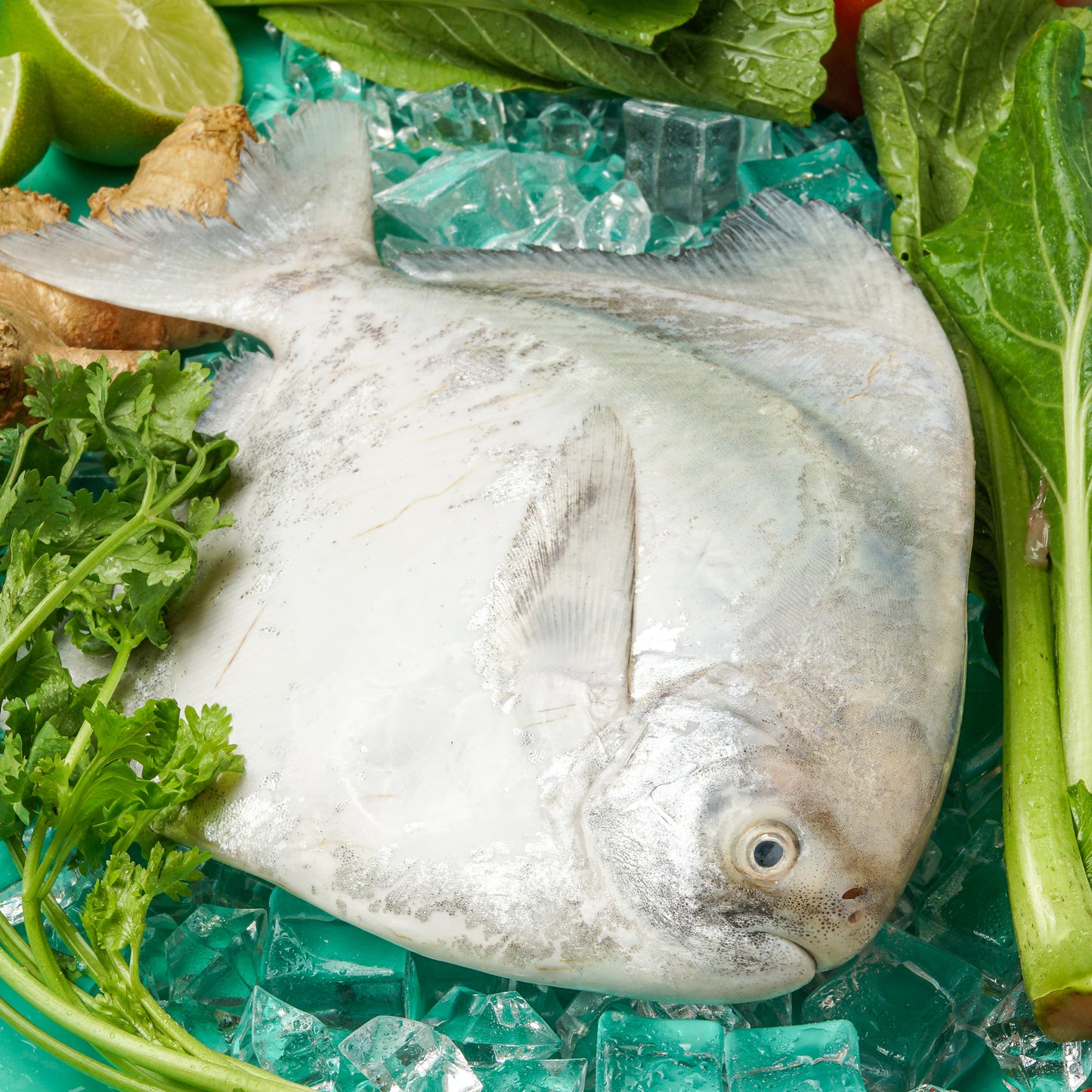 Chinese Pomfret