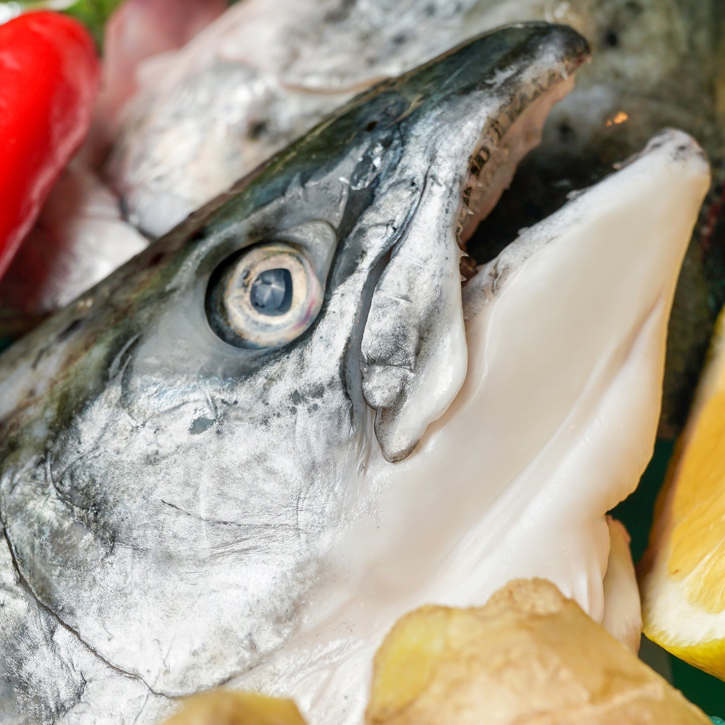Salmon Head