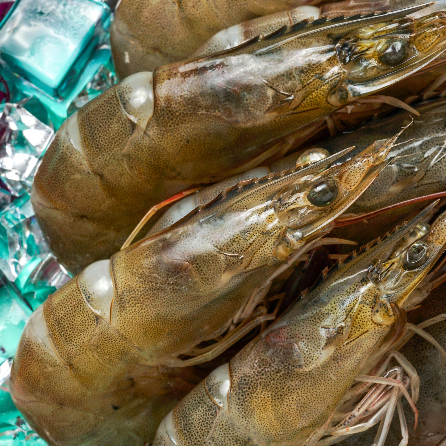 Live / Glass Prawns