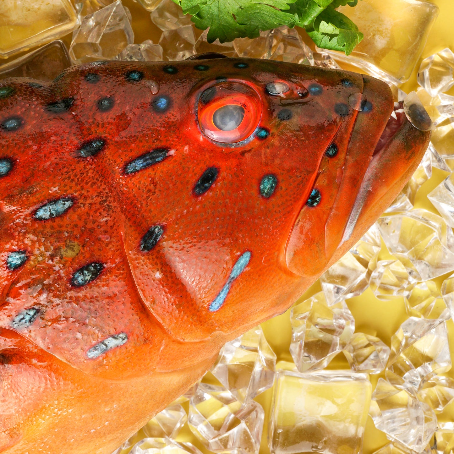 Red Grouper