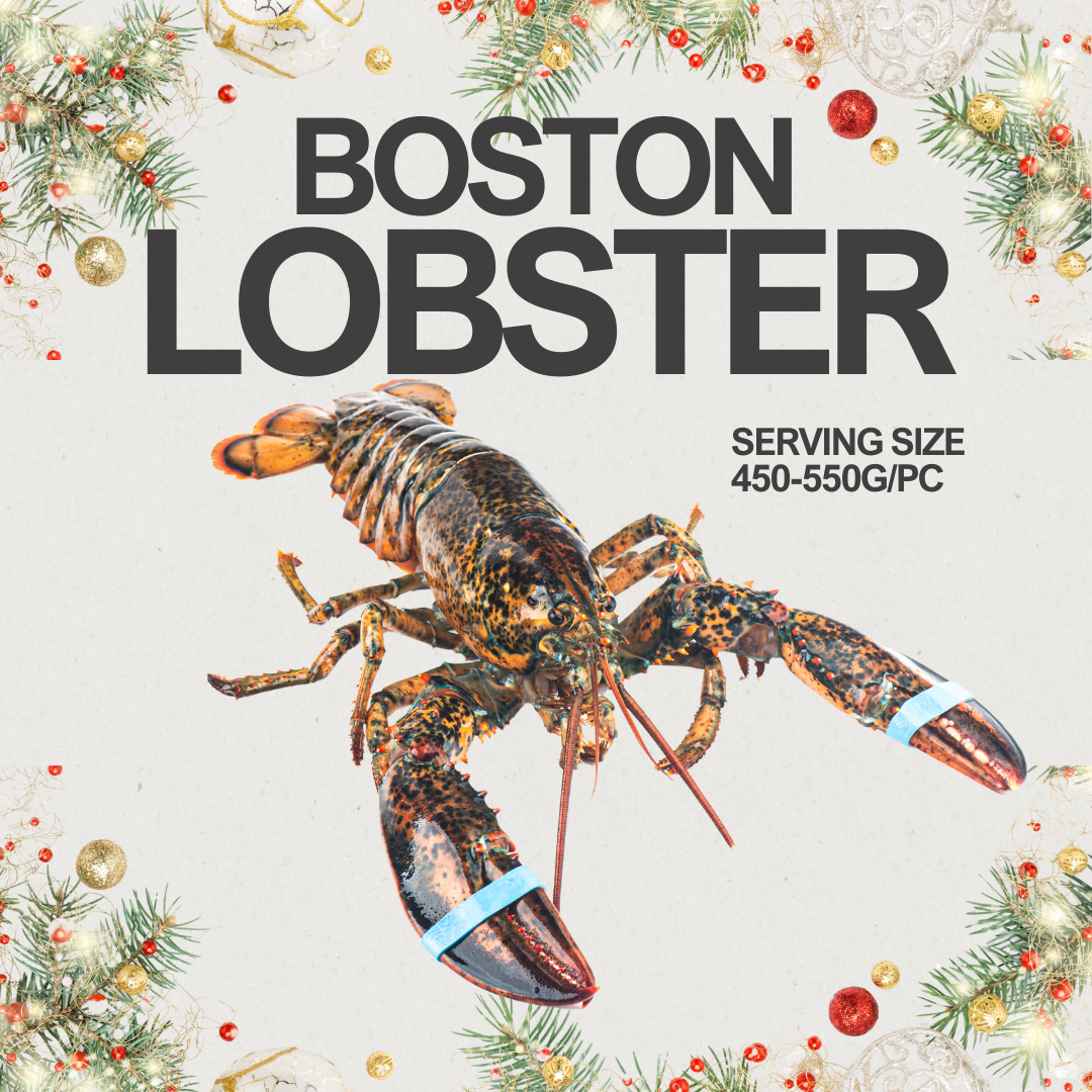 Live Boston Lobster