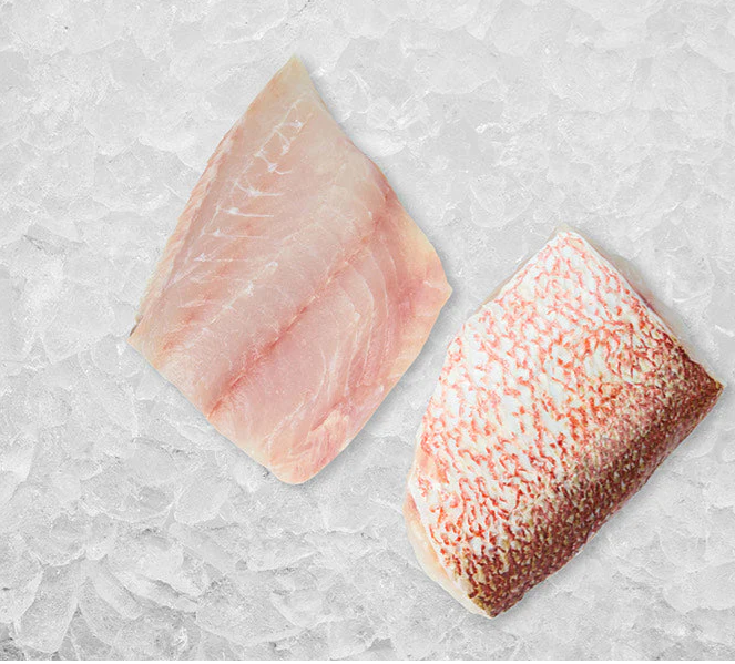 Red Snapper