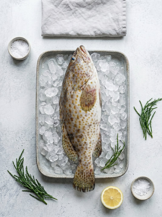Black Grouper