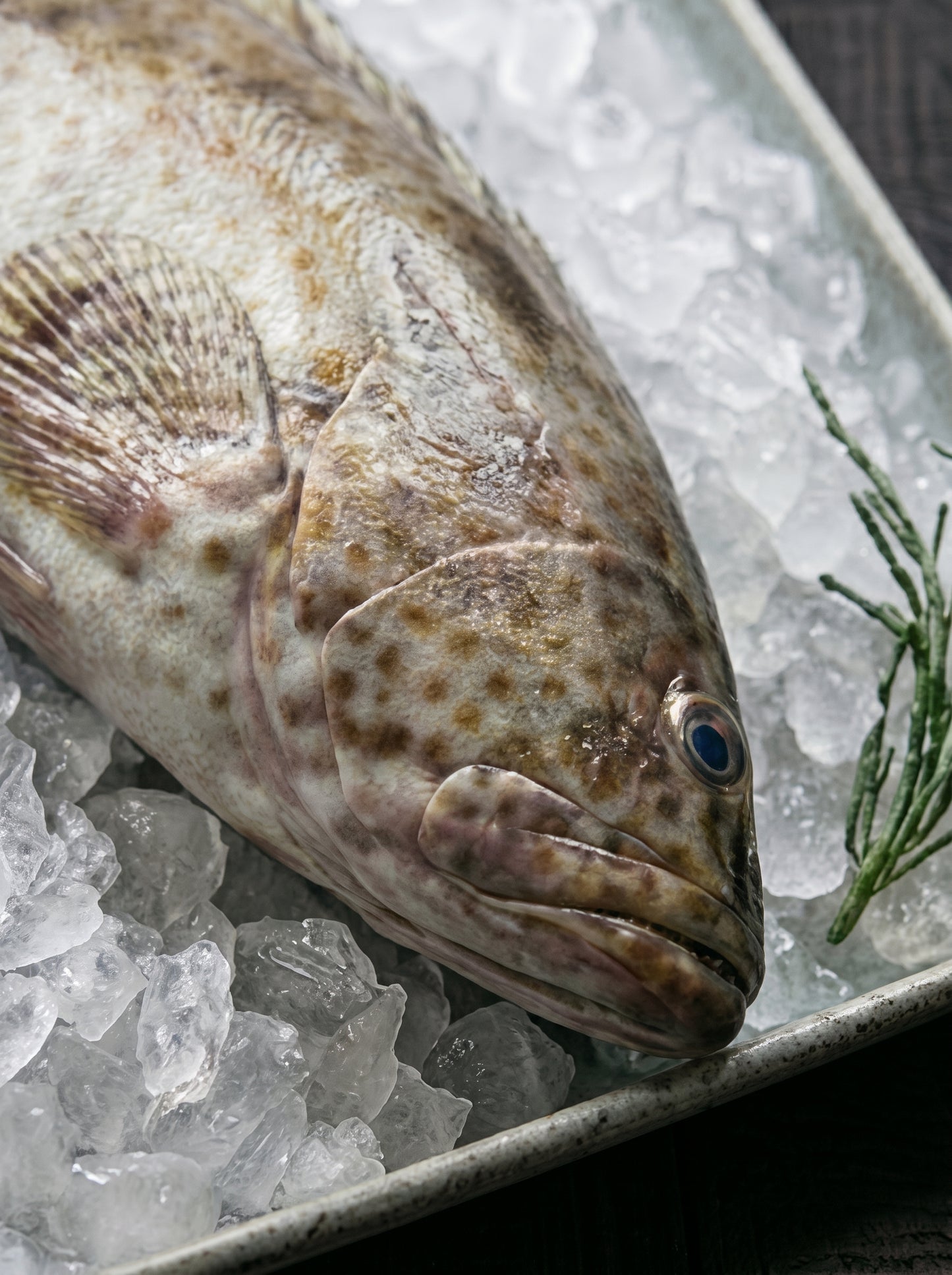 Black Grouper
