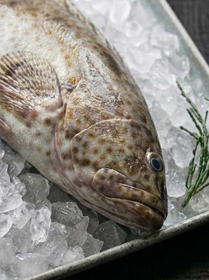 Black Grouper