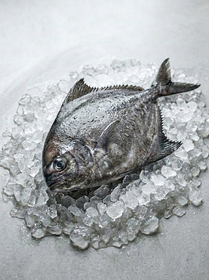 Black Pomfret