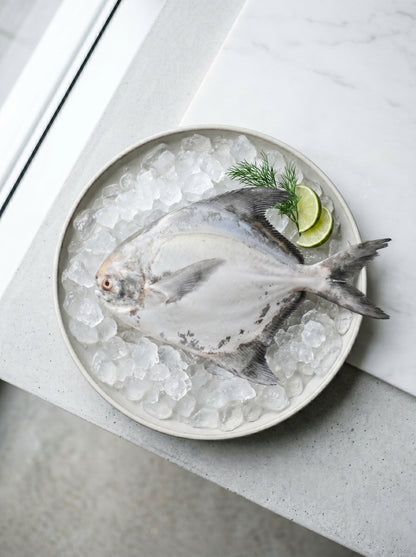 Chinese Pomfret