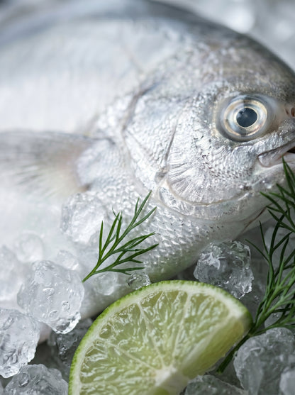 Chinese Pomfret