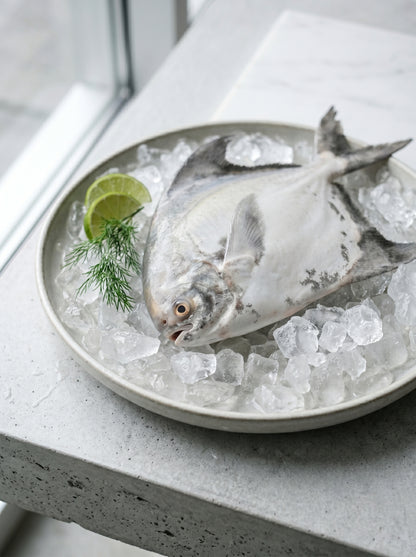 Chinese Pomfret