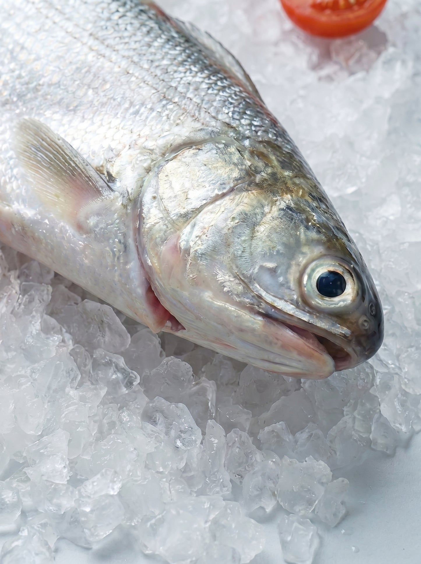 Fourfinger Threadfin