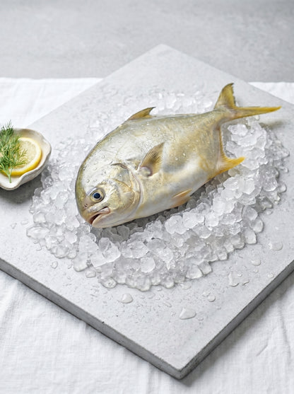 Golden Pomfret