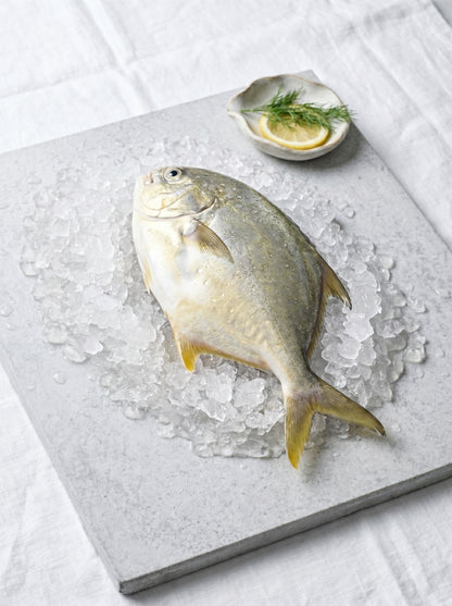 Golden Pomfret