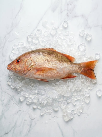Golden Snapper