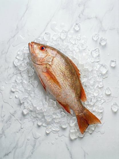 Golden Snapper