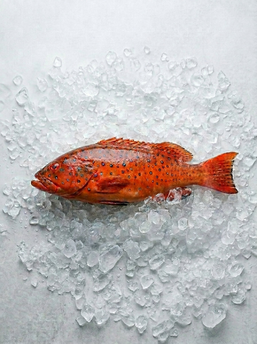 Red Grouper
