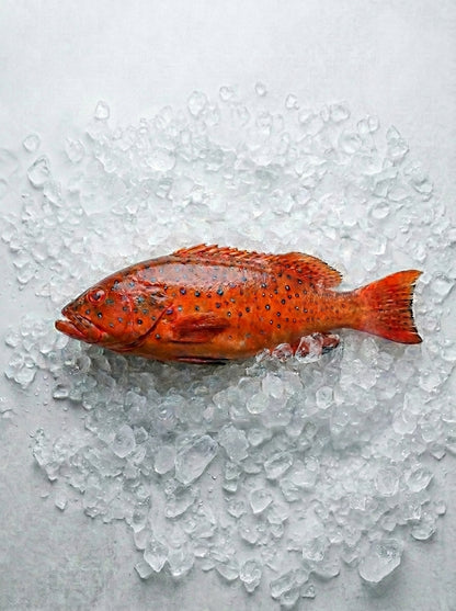 Red Grouper