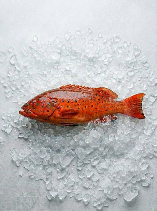 Red Grouper