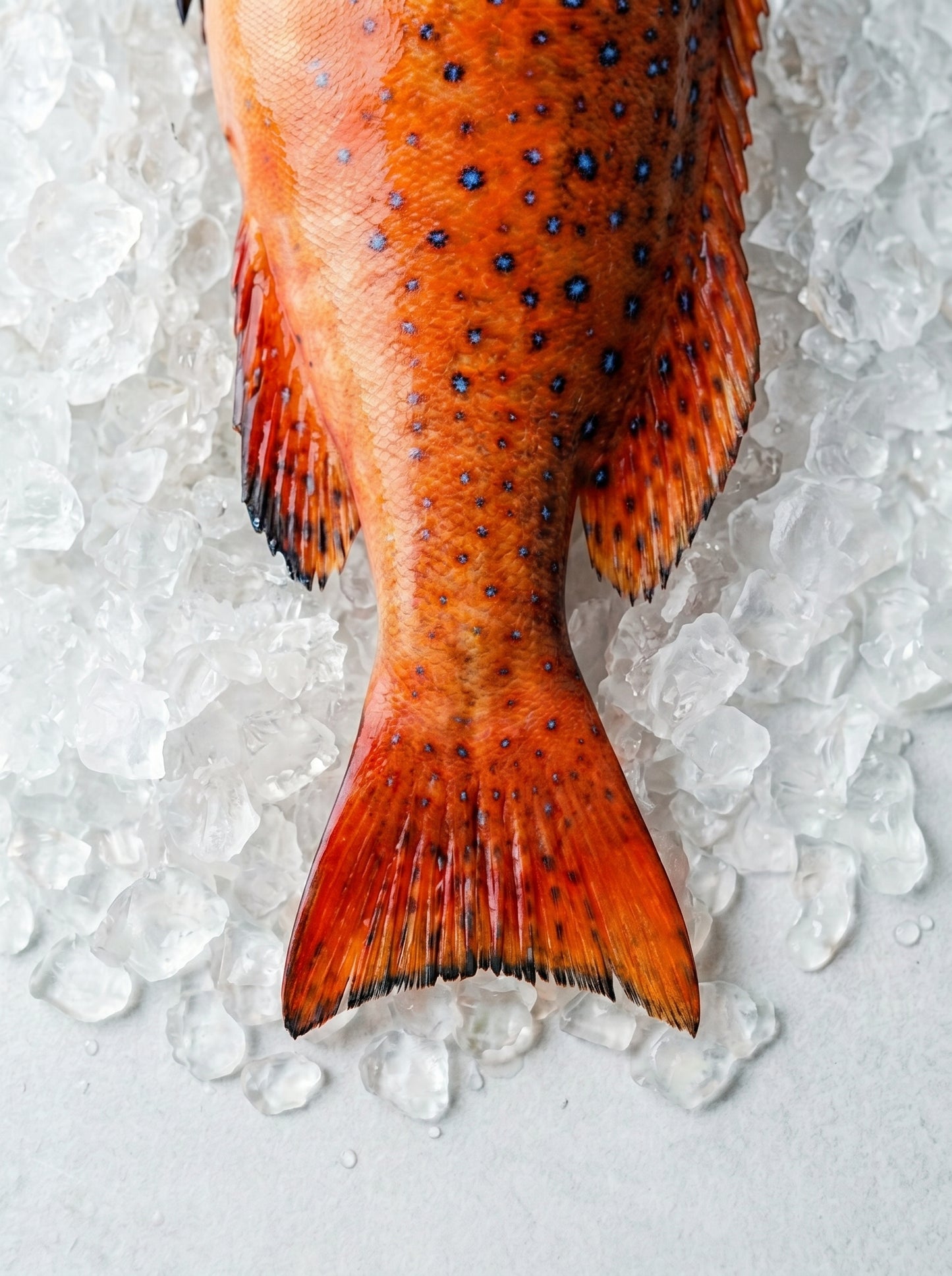Red Grouper