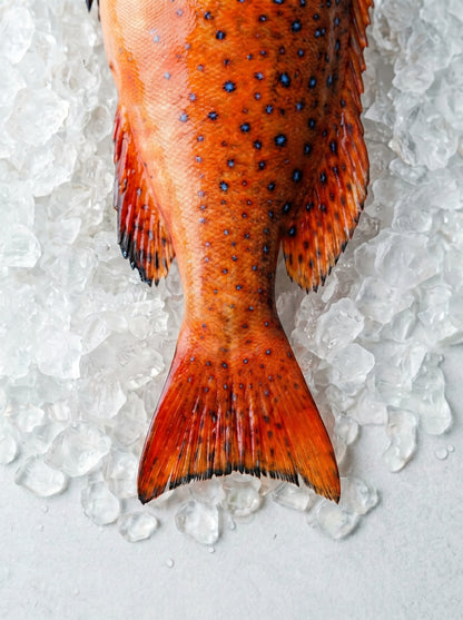 Red Grouper