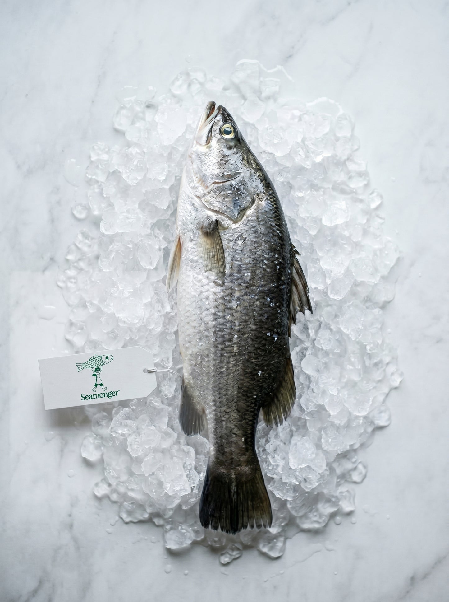 Asian Seabass