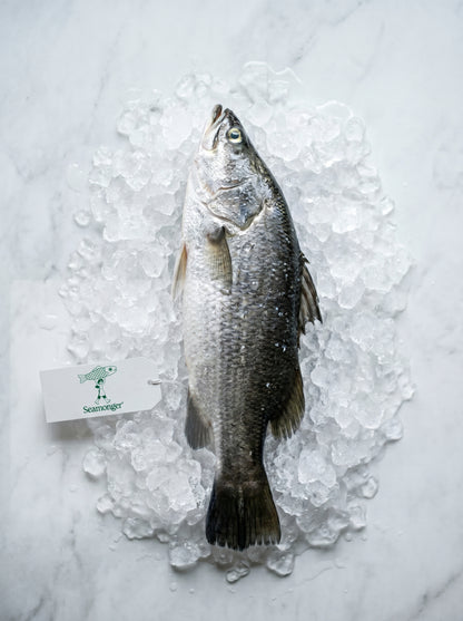 Asian Seabass