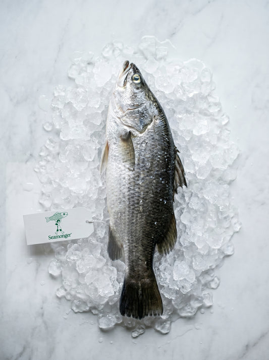 Asian Seabass