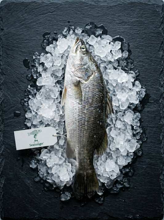 Asian Seabass