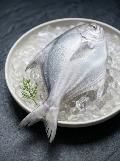 White Pomfret