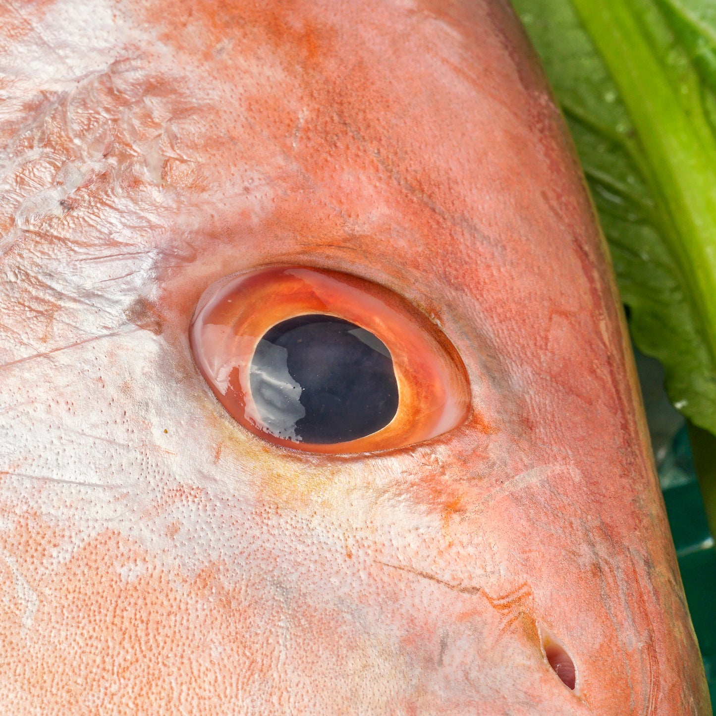 Red Snapper Head