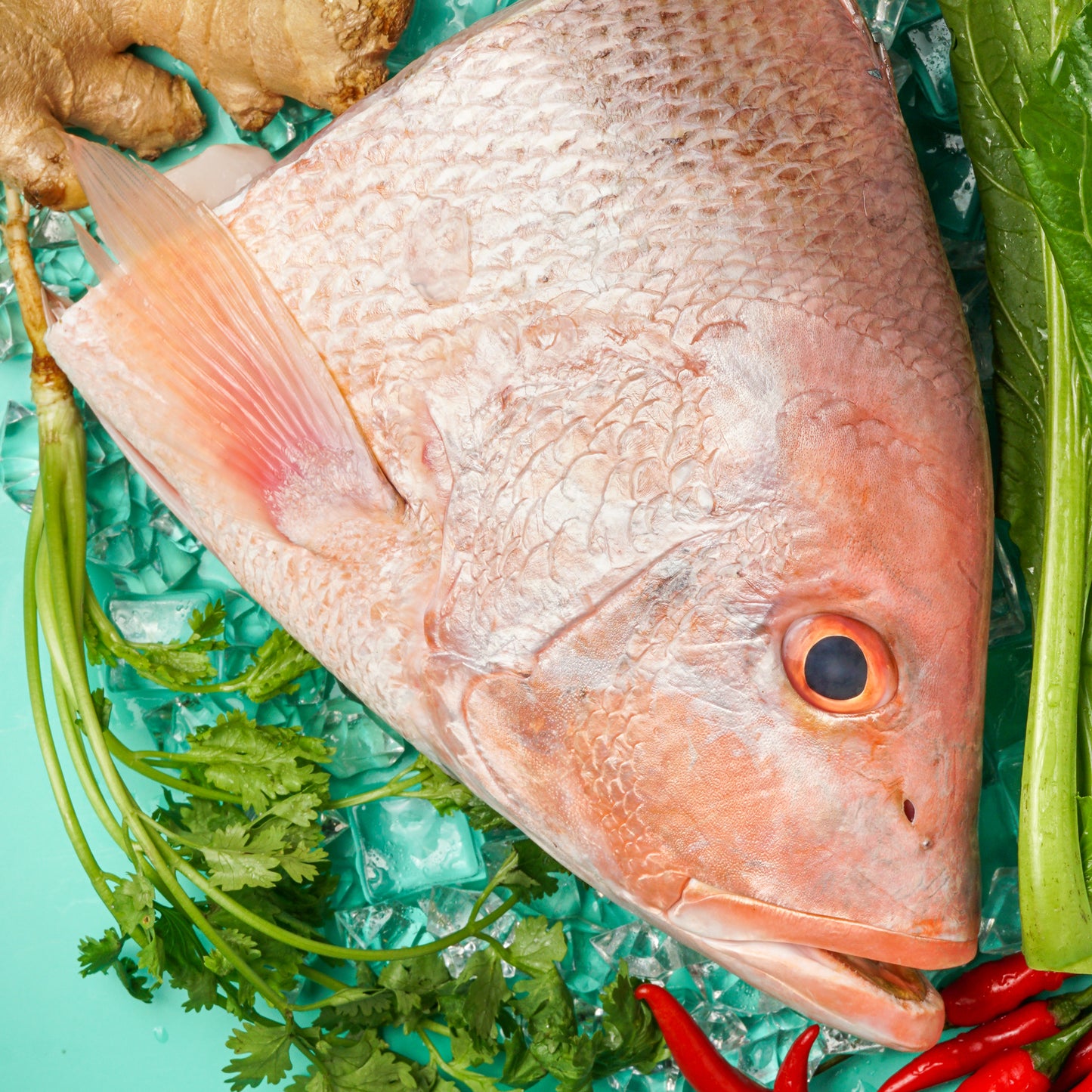 Red Snapper Head