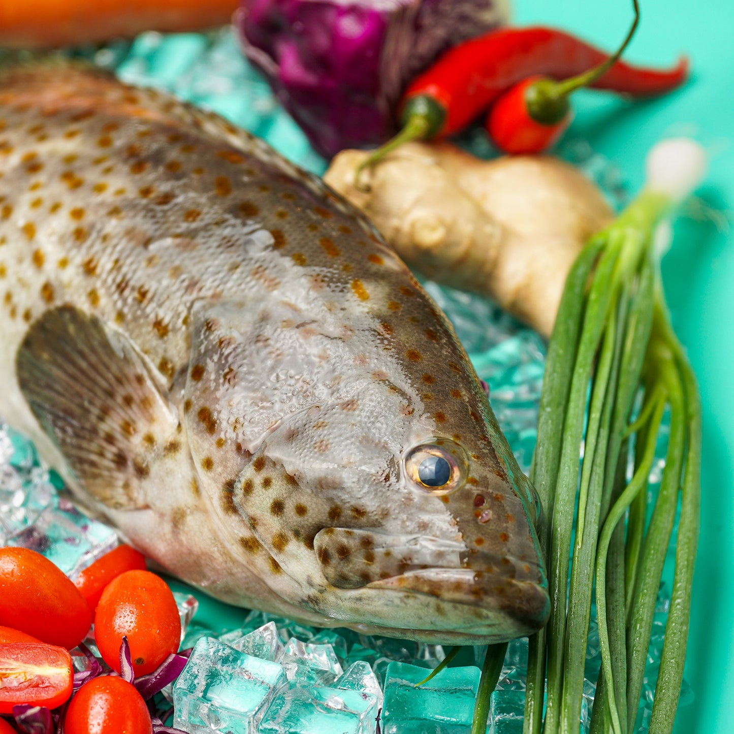 Black Grouper