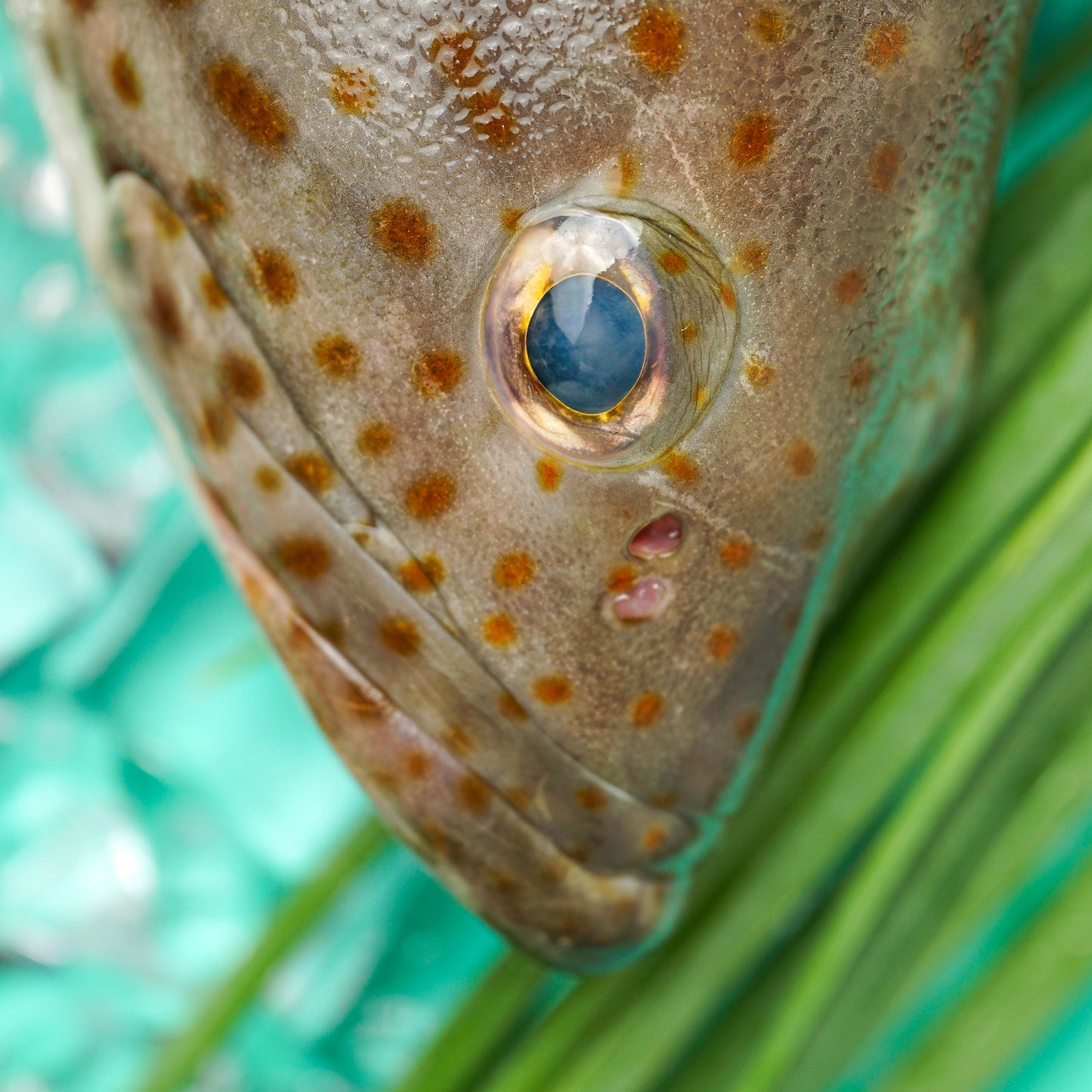 Black Grouper