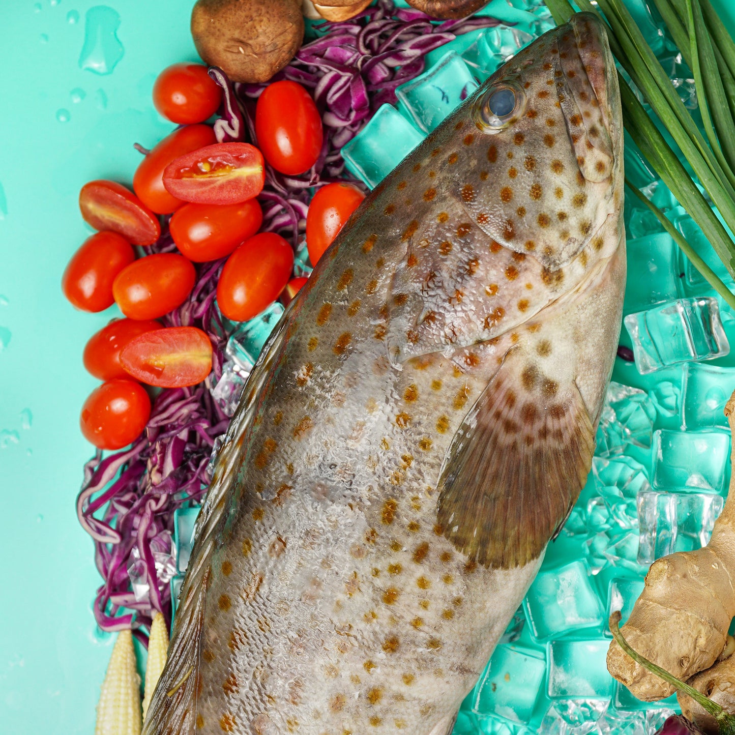 Black Grouper