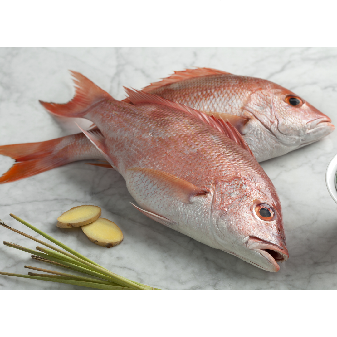 Red Emperor Snapper