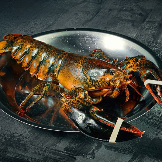 Live Boston Lobster