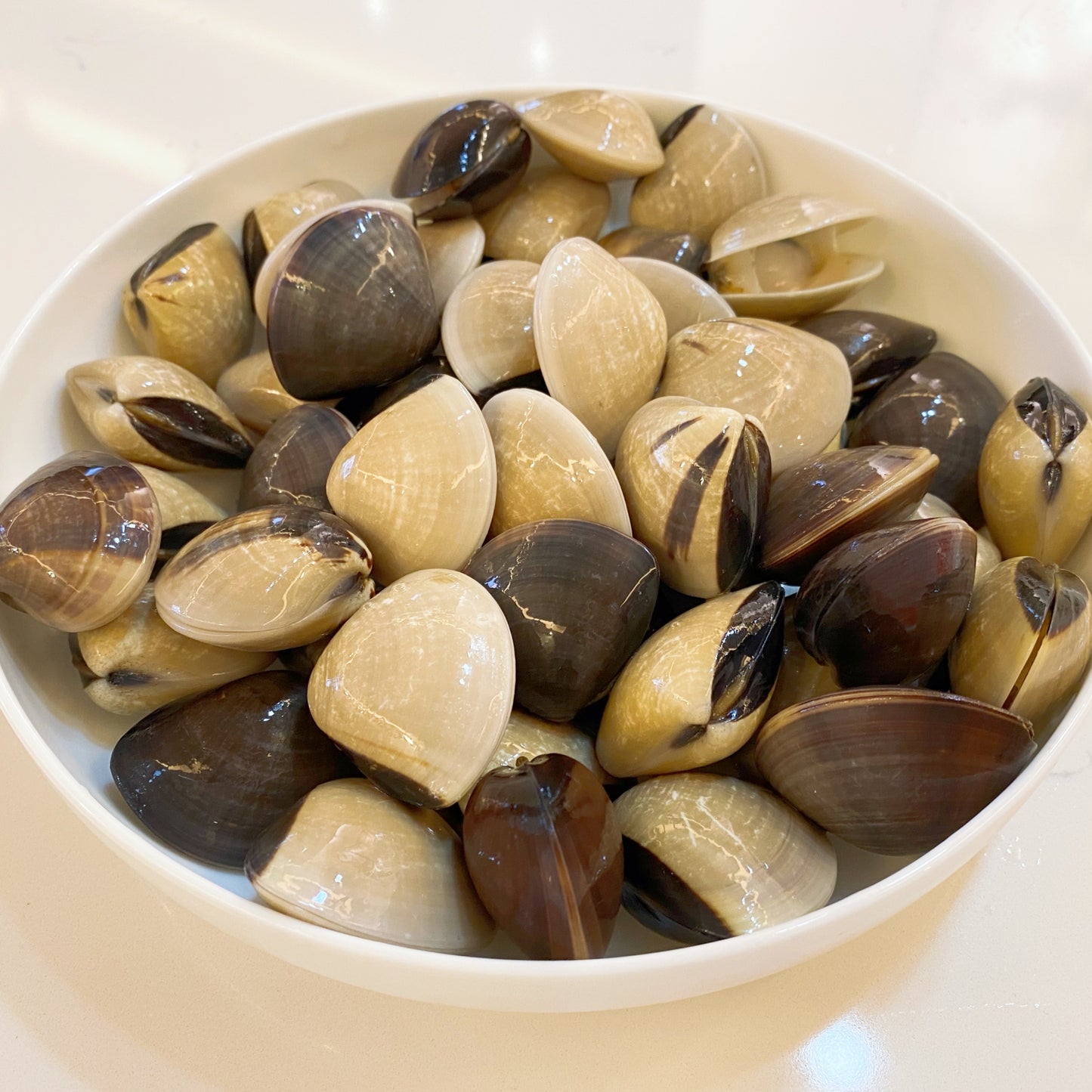 White hard clams