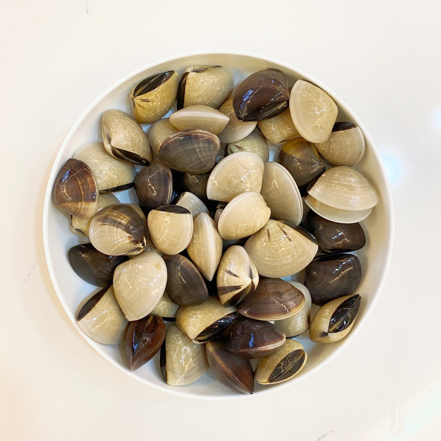 White hard clams