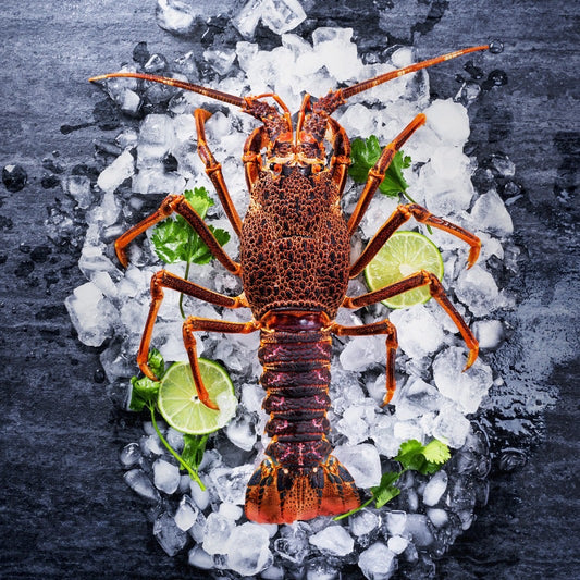 Live Australian Rock Lobster