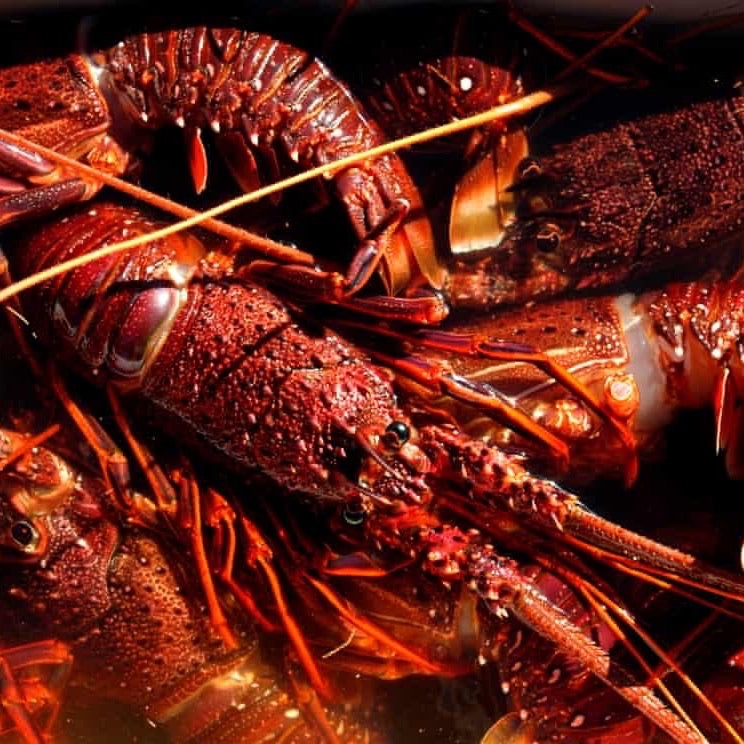 Live Australian Rock Lobster