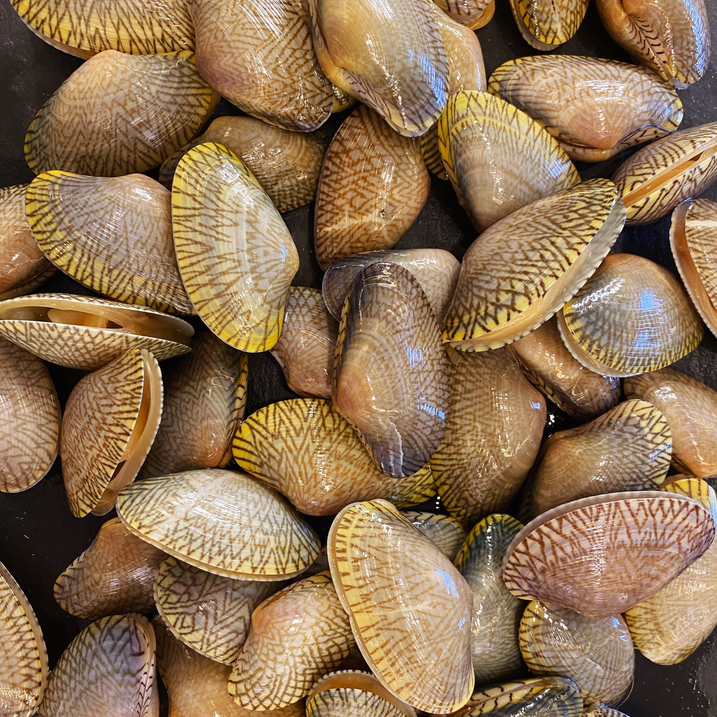 Live Yellow Flower Clam